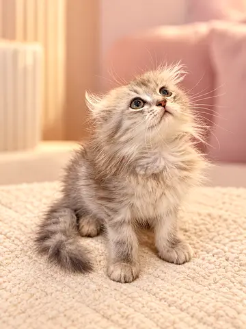 Kitten Scottish