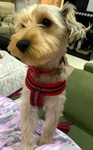 Dog