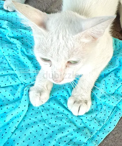 Irena needs a loving forever home