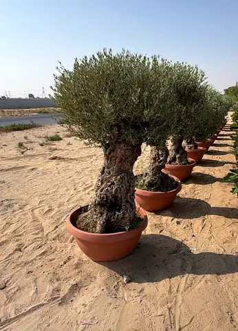 Mature Potted Olive Trees (Row of 8+) - Thick Trunks, Ready for Garden