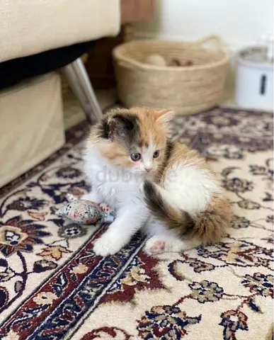 Pure Persian Kittens