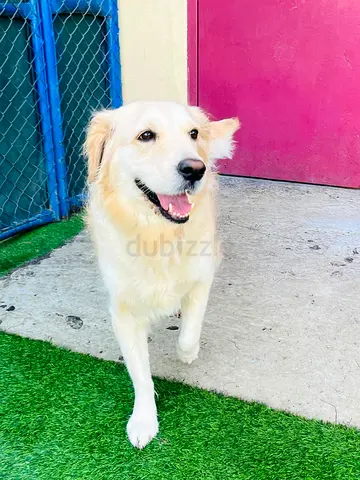 Golden retriever dog for adoption