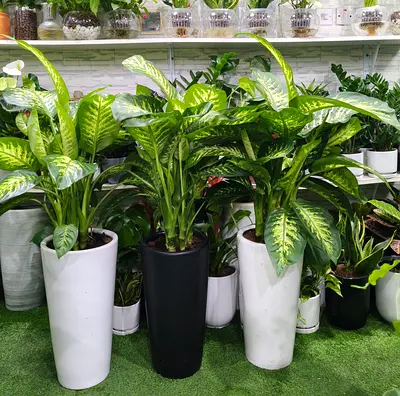 Large Dieffenbachia (Dumb Cane) Plants in Tall Planters