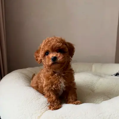 A rich dark-brown coat, a luxurious curly fur, big expressive eyes, and a tiny nose