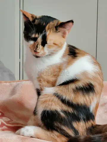 Kittens for free adoption