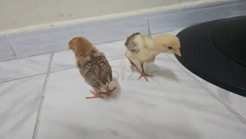 Free chicks