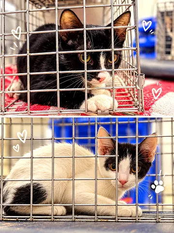 Two female kittens for adoption (can be 1 of 2)