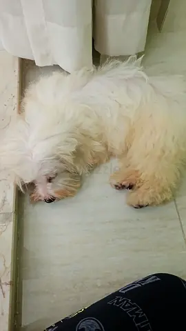 Small white fluffy dog — looking for a new home (friendly, calm)