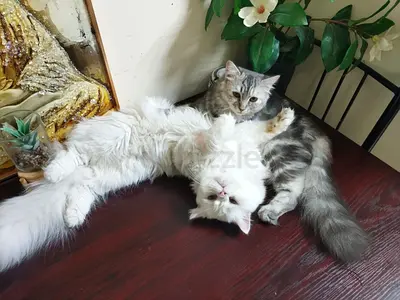 Pets for free adoption