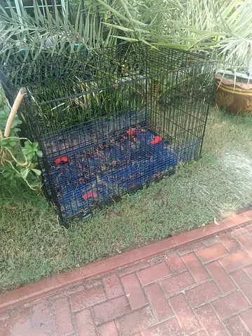 Large used metal pet cage/crate - suitable for dogs or rabbits