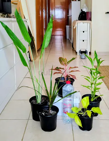 Assorted indoor potted plants - , ready to rehome