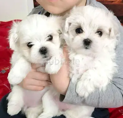 Cute small Maltese puppies
