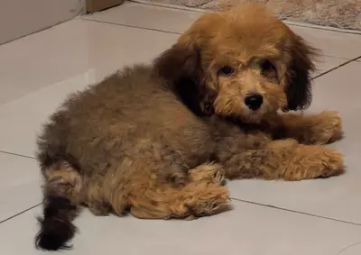 Small fluffy Maltipoo puppy with all accessories , friendly and playful