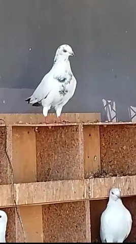 White pigeon (pair available) — healthy adults, UAE