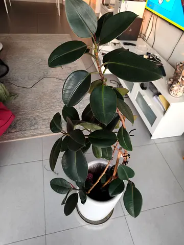 Ficus plant