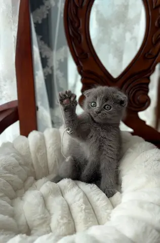 Scottish kittens