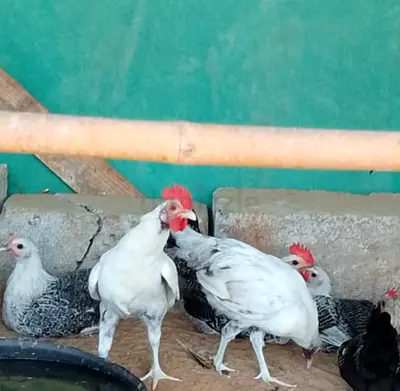 young chickens (hens and roosters)