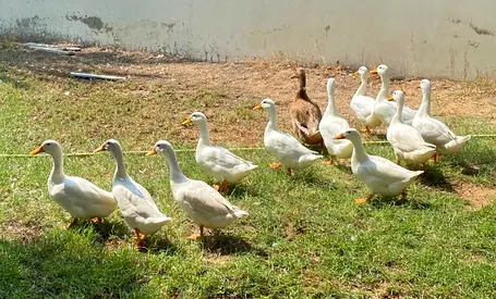 Ducks for free adoption