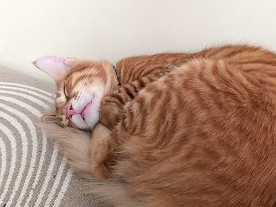 Loving Home Needed for Two Sweet Rescue Cats (Neo & Milo)