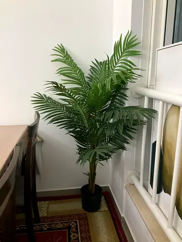 Decor plant