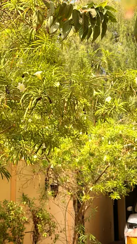 Outdoor garden tree with mature foliage — pick up from villa