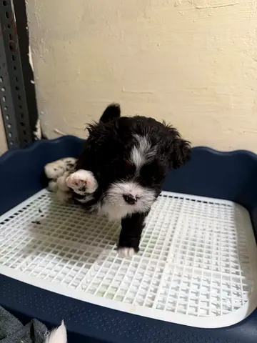 Young small black-and-white puppy looking for a home