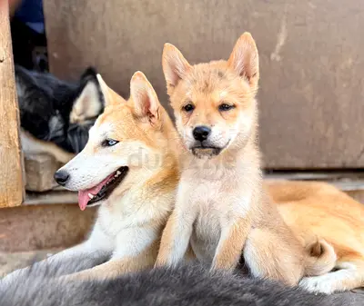2 ½-month-old Shiba Inu boy looking for a serious forever home. ❤️ Raised in our family home with