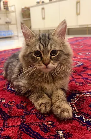 Young long-haired kitten available, veryy playful and cute :)