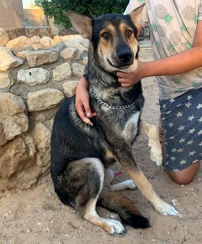 ⭐ German Shepherd - boy - 10-Months old ⭐