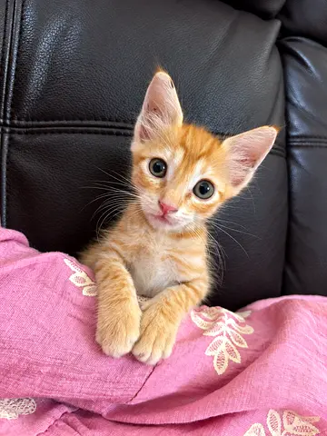 Meet Jerry, a Domestic Shorthair Rescue for Free Adoption