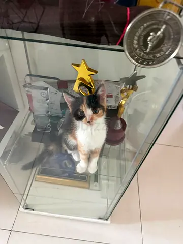 Kittens for adoption