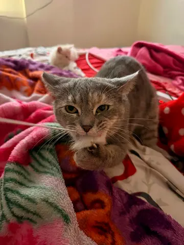 Free Female cat for adoption Calm young grey tabby cat - friendly and relaxed