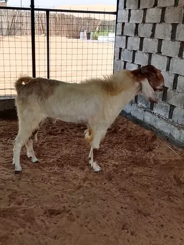 Healthy male goat
