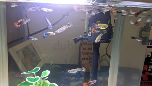 Aquarium fish, ornaments