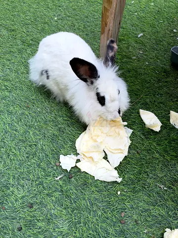 Friendly white rabbit with black spots — healthy and playful