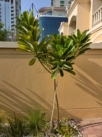 Plumeria / Frangipani Small Garden Tree - Healthy Outdoor Plant