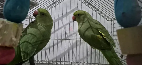 Pair of green Indian Ringneck parrots with cage