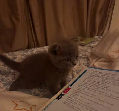 Scottish fold cat 2 months