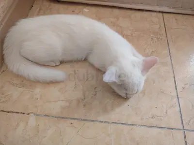 Young white kitten available for adoption - gentle and playful