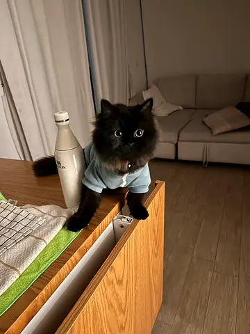 Friendly black longhair cat looking for a new home (healthy, indoor)