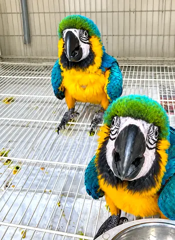Parrot Chicks