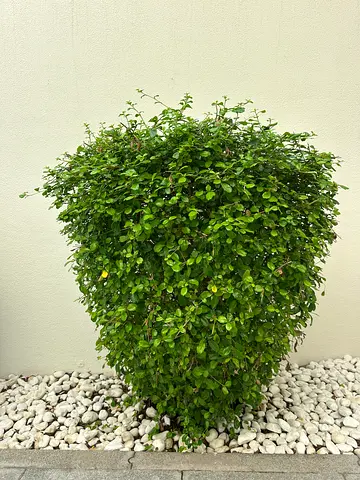 Plants outdoors