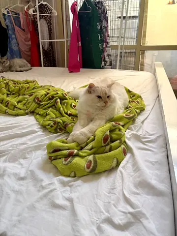 Cat for free adoption