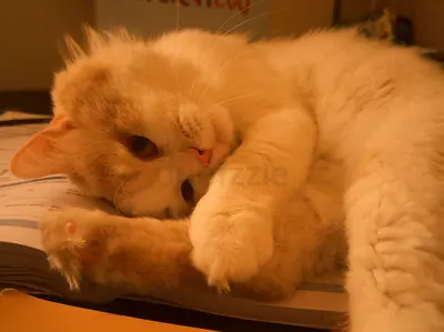 Male Cat for free adoption