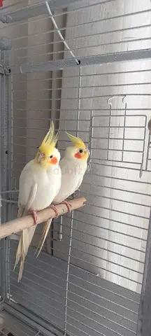 Red eye lutino cockatiels available