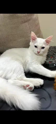 Pet adoption for free