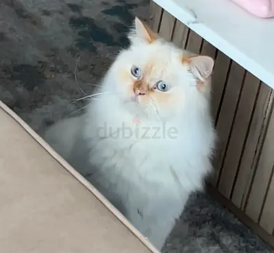 Cats for adoption