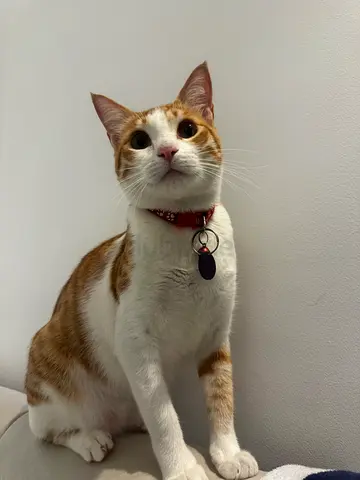 1 year old cat