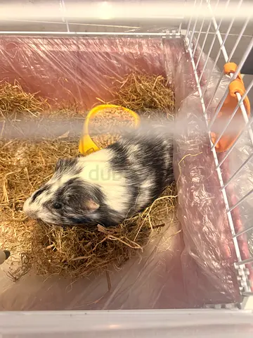 Pet for adaption