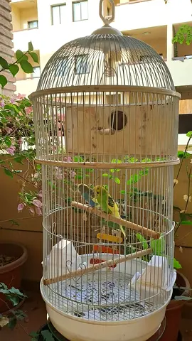 Round Bird Cage and Nesting Box - Good Condition+free 2 budgies adoption